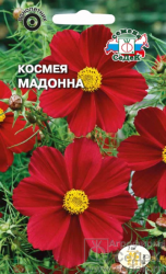 Космея Мадонна (СеДеК)