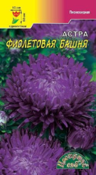 Астра Башня Фиолетовая (Цвет.сад)